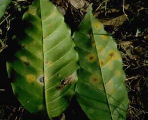 Coffee leaf rust disease 