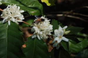 bee pollinating coffee flower