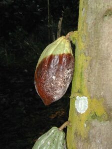 blackpod rot on cacao fruit
